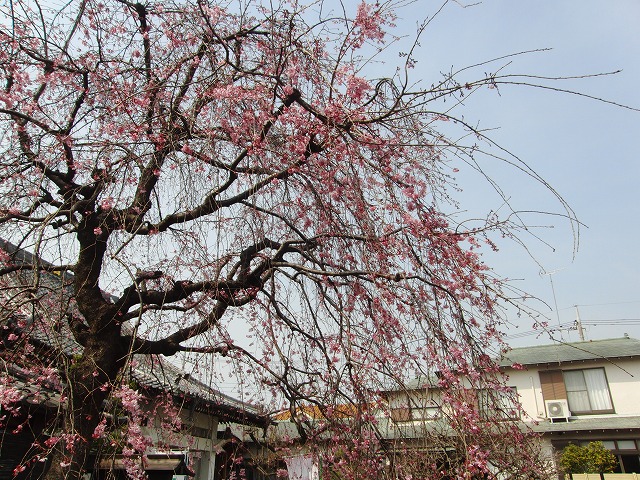 境内の桜情報