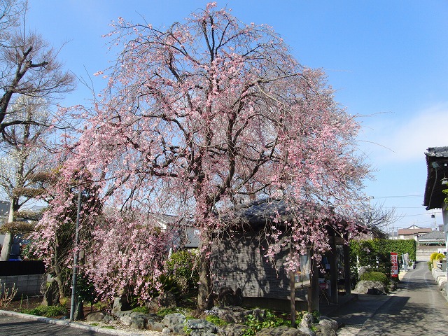 今日の桜情報