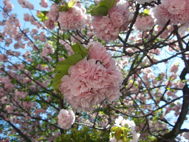 今年最後の桜