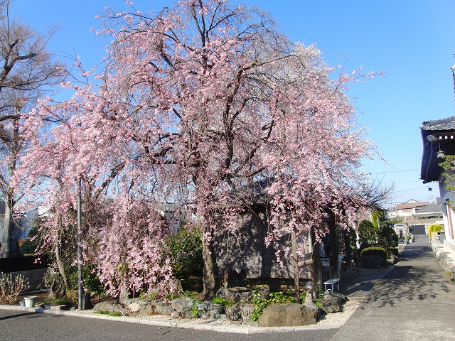 平成３０年　今年の桜