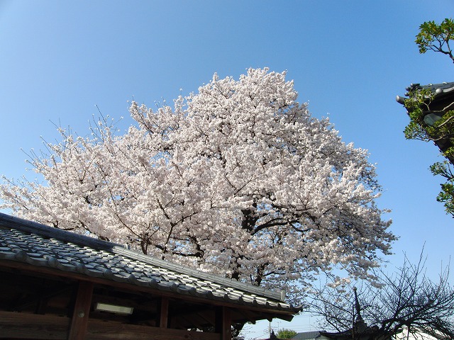 ３月２９日　本日の桜