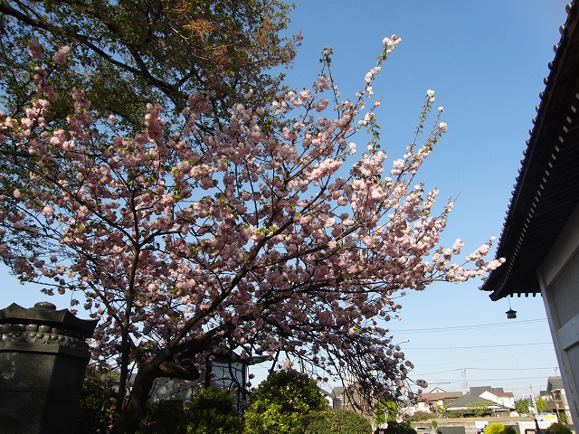 八重桜