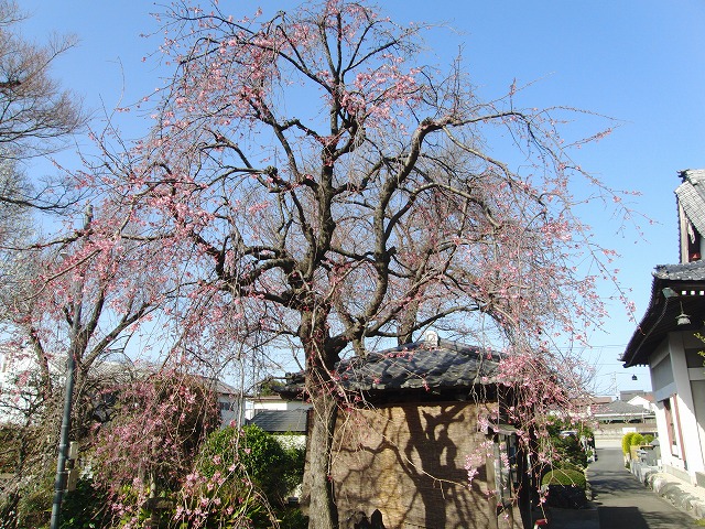 桜開花