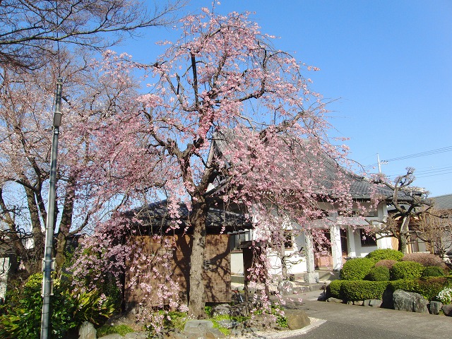 今日の桜の様子