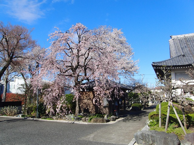 4月1日　今日の桜