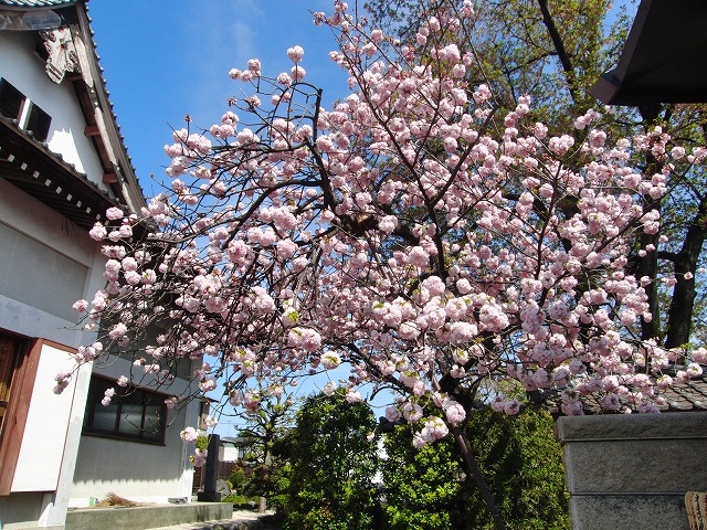 最後の桜（八重桜）