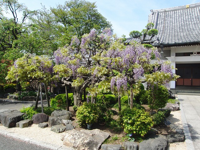 藤の花