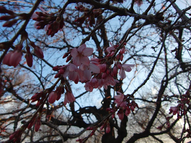 枝垂桜開花