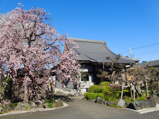 枝垂桜　ソメイヨシノ　満開