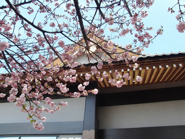 八重桜（ぼたん桜）が咲いています