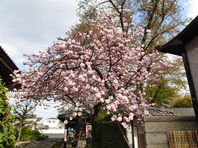 八重桜見頃です