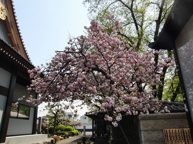 桜から藤の花へ