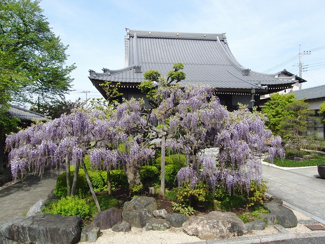 藤の花見頃でしょうか