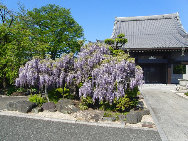 藤の花満開