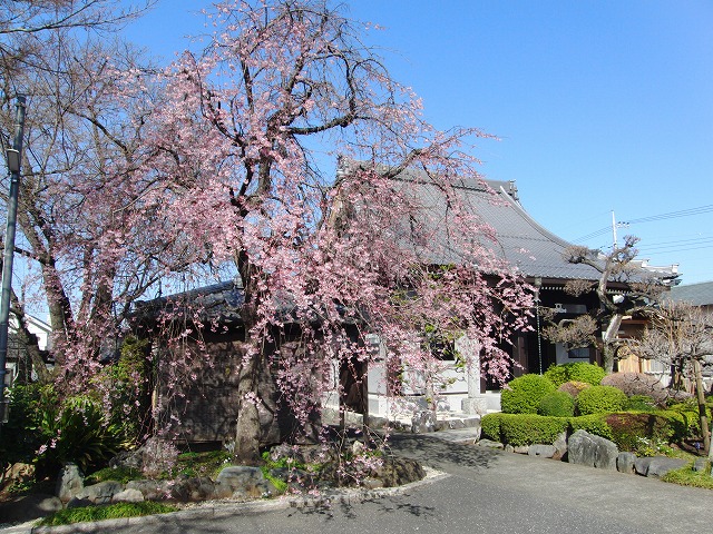 今日の桜