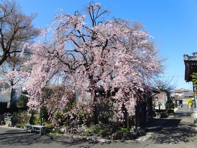 しだれ桜の様子