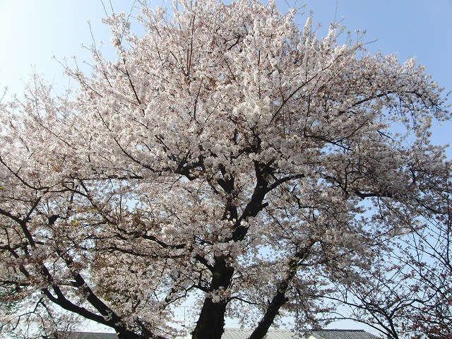 桜の様子