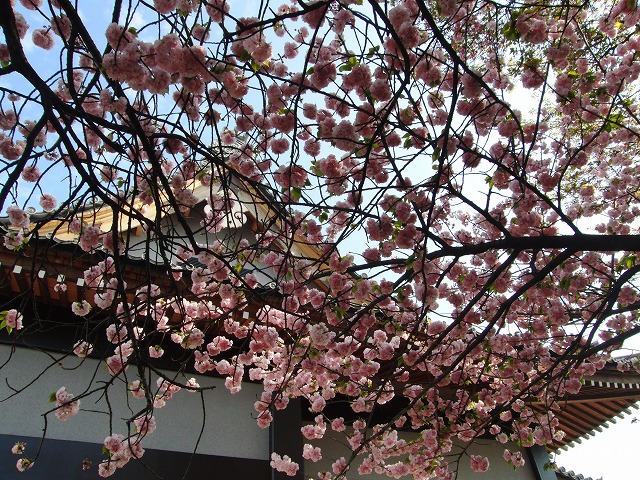 八重桜