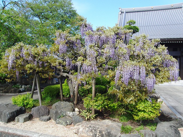 藤の花