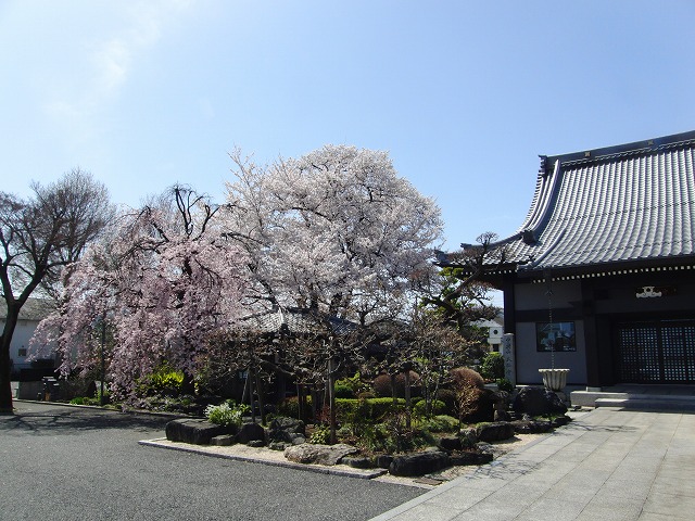 3月30日　桜の様子