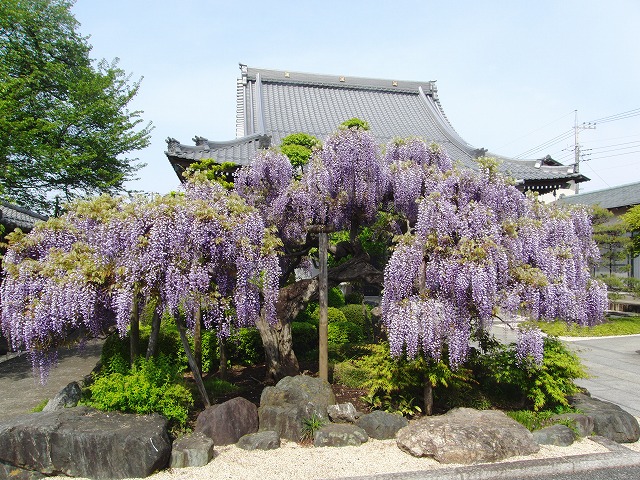 藤の花