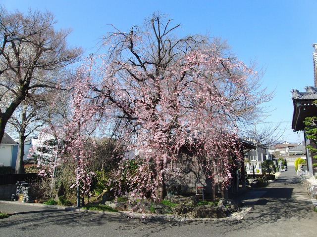 令和5年　今年の桜の開花