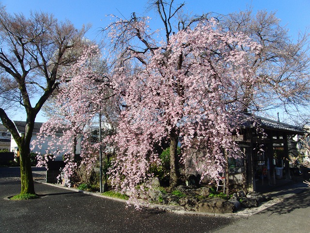 3月19日　しだれ桜