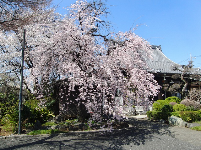 今日のしだれ桜