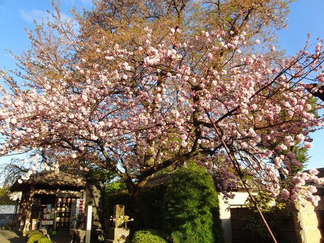 八重桜