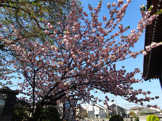 八重桜が満開です