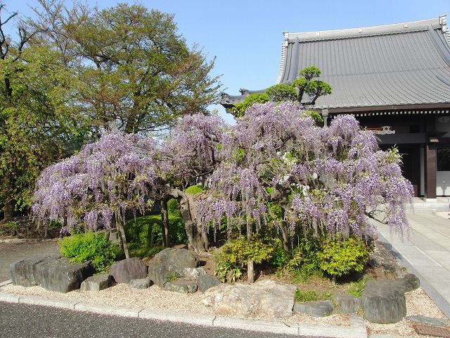 藤の花