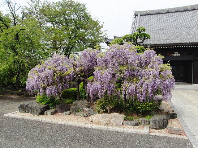 藤の花が見頃です