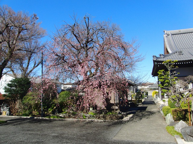 しだれ桜が開花しました