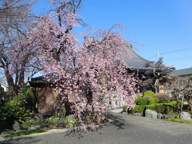 しだれ桜の開花状況