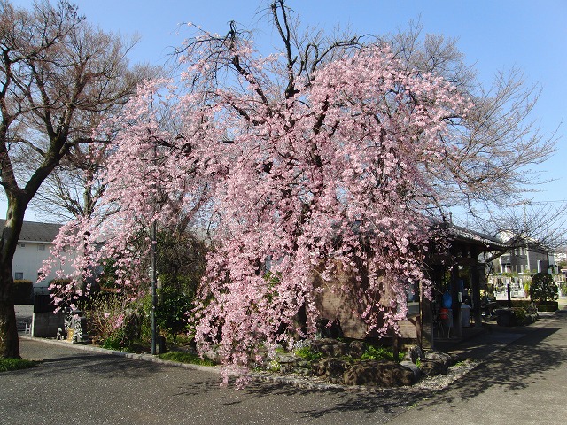 今日のしだれ桜