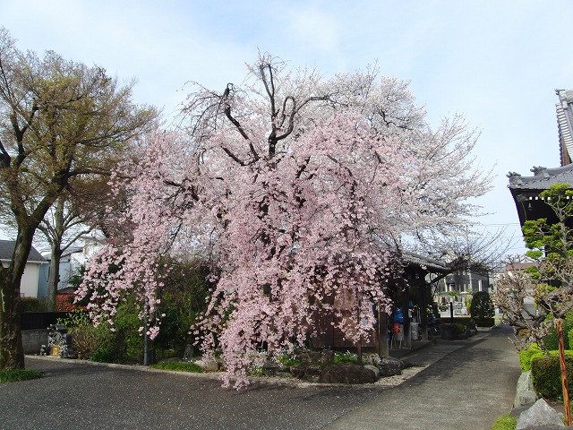 今日のしだれ桜とソメイヨシノ
