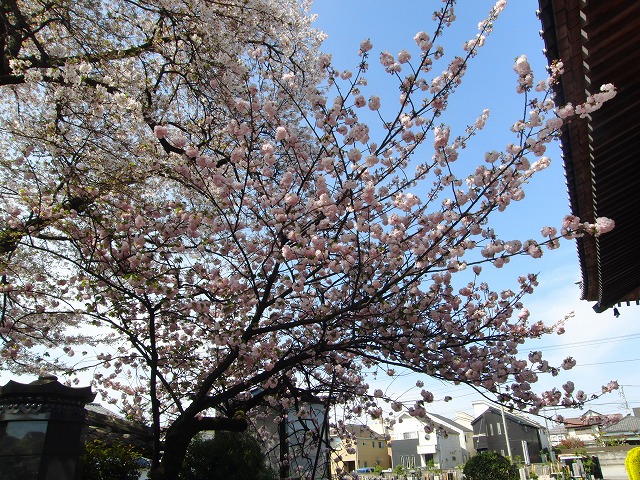 八重桜が見頃です