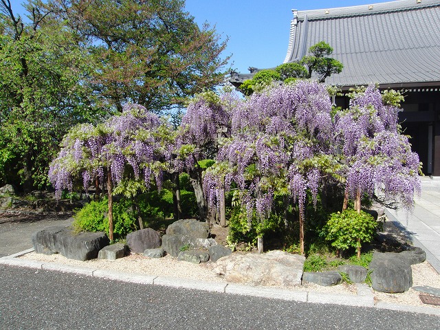 藤の花が咲きました